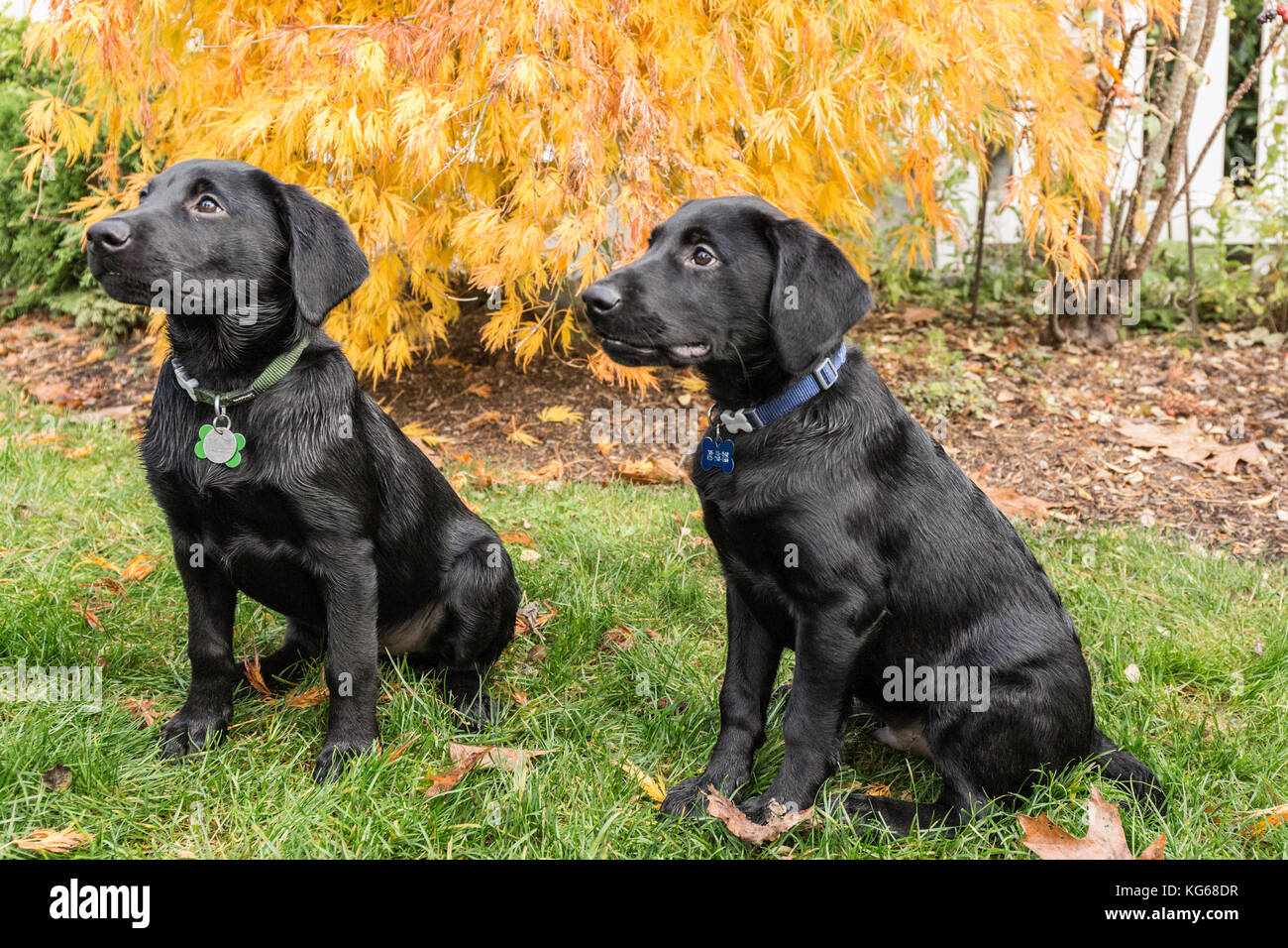 'Shadow' und 'Baxtor", drei Monate alter schwarzer Labrador Retriever Welpen, ausgebildet werden, zu sitzen und zu bleiben, in Bellevue, Washington, USA Stockfoto