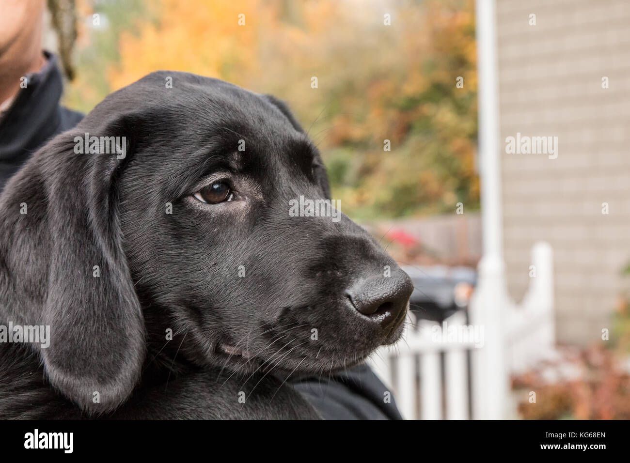 Der Mann hält "Schatten", seine drei Monate alter schwarzer Labrador Retriever Welpen, in Bellevue, Washington, USA Stockfoto