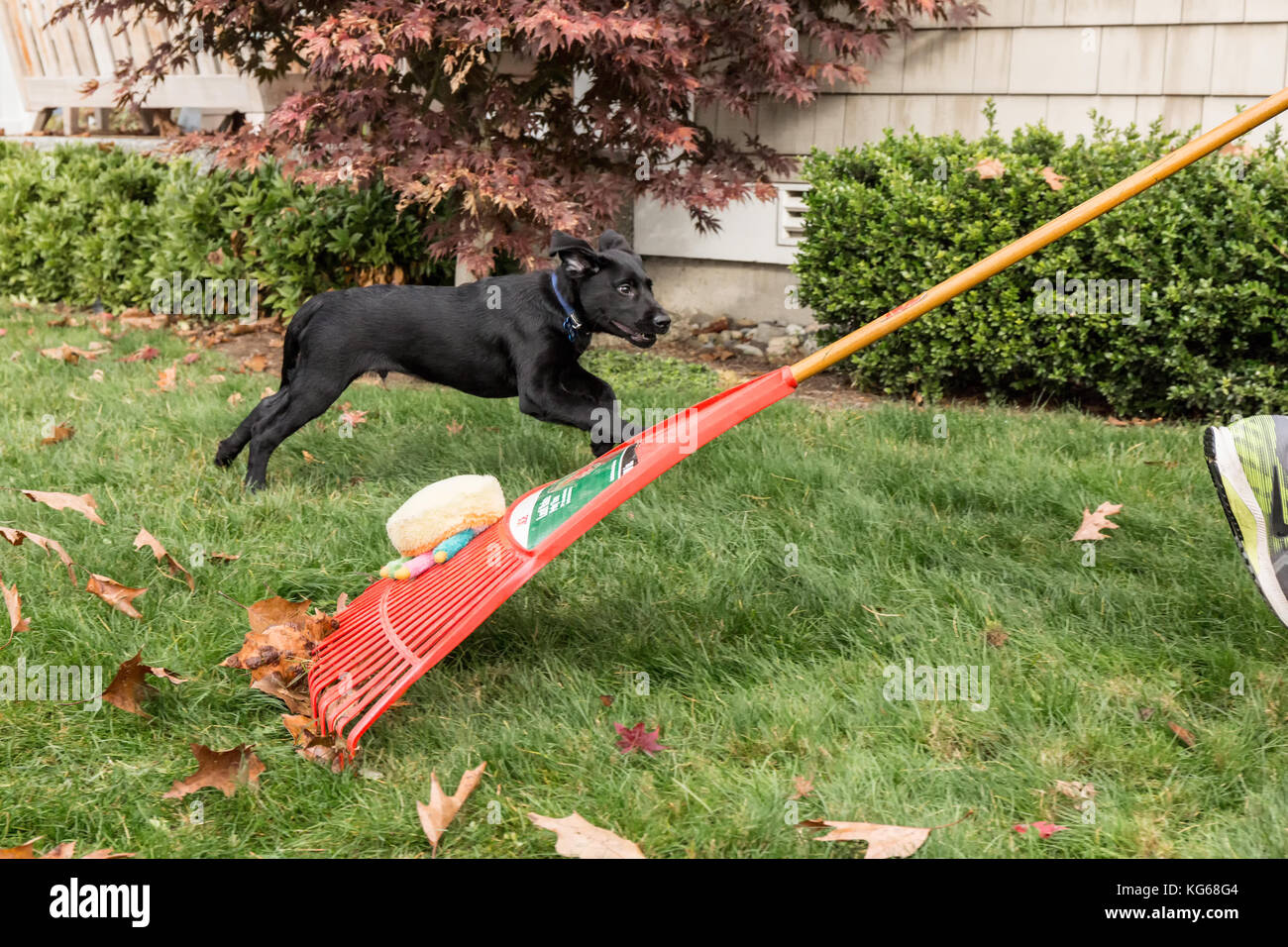 'Shadow', ein drei Monate alter schwarzer Labrador Retriever Welpen, das Jagen nach einem zwölf Jahre alten Ziehen einer Rechen (mit einem stofftier befestigt) hinter ihm, ich Stockfoto