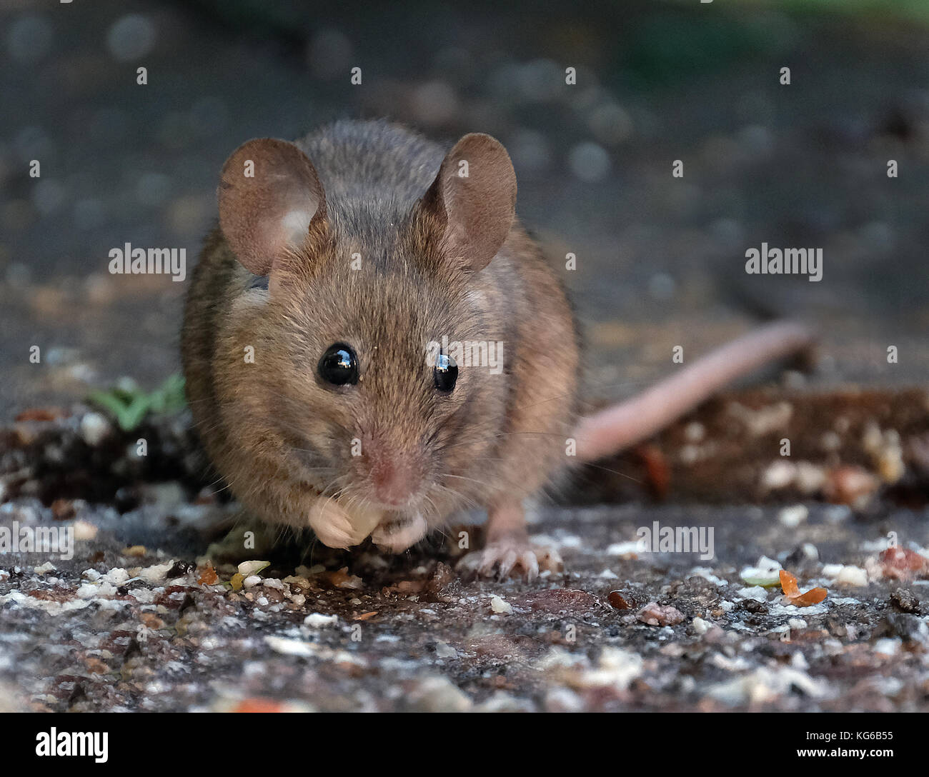 Kleine Maus Fütterung im städtischen Haus Garten in Großbritannien. Stockfoto