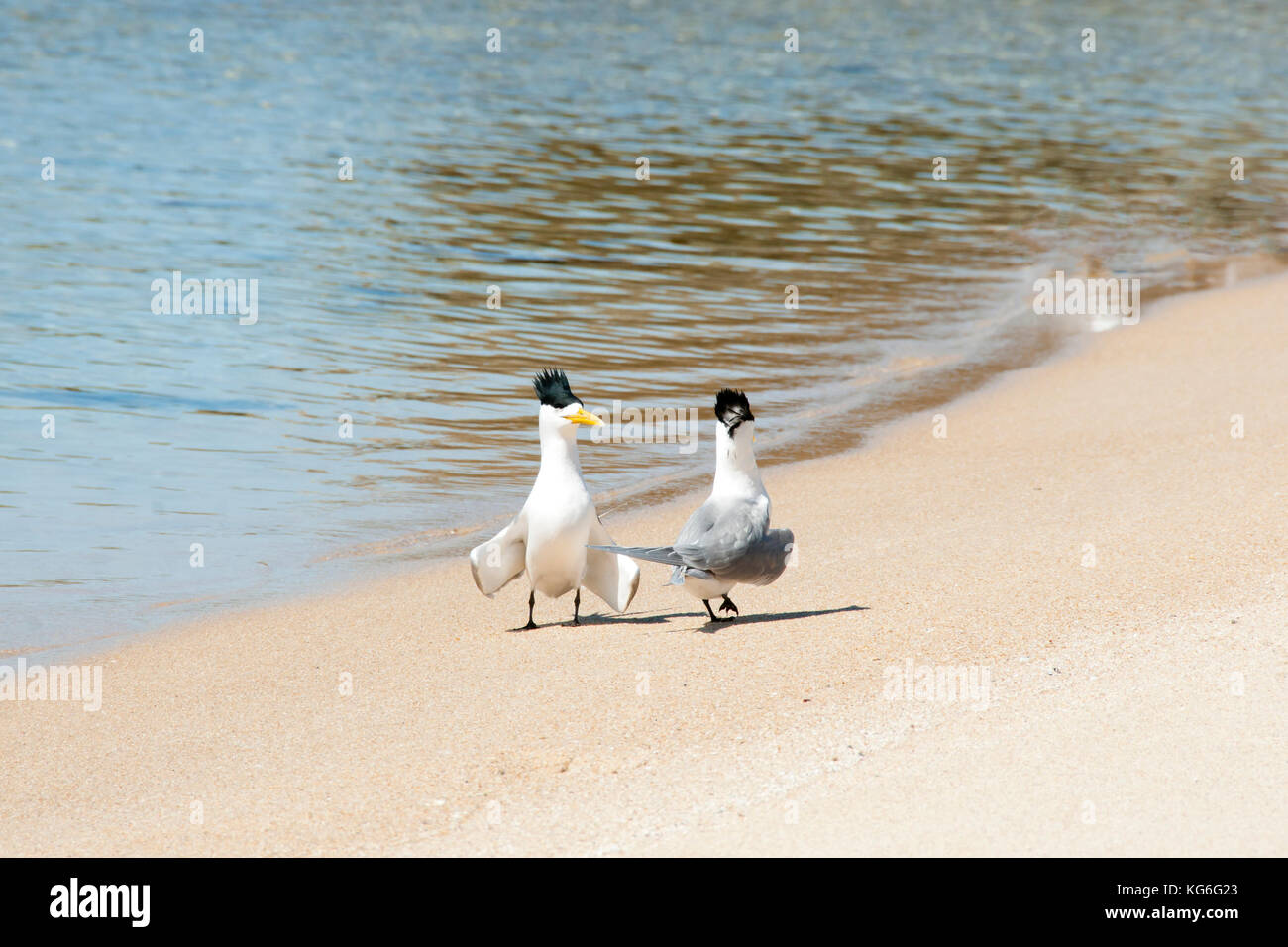 Mehr crested Seeschwalben Stockfoto