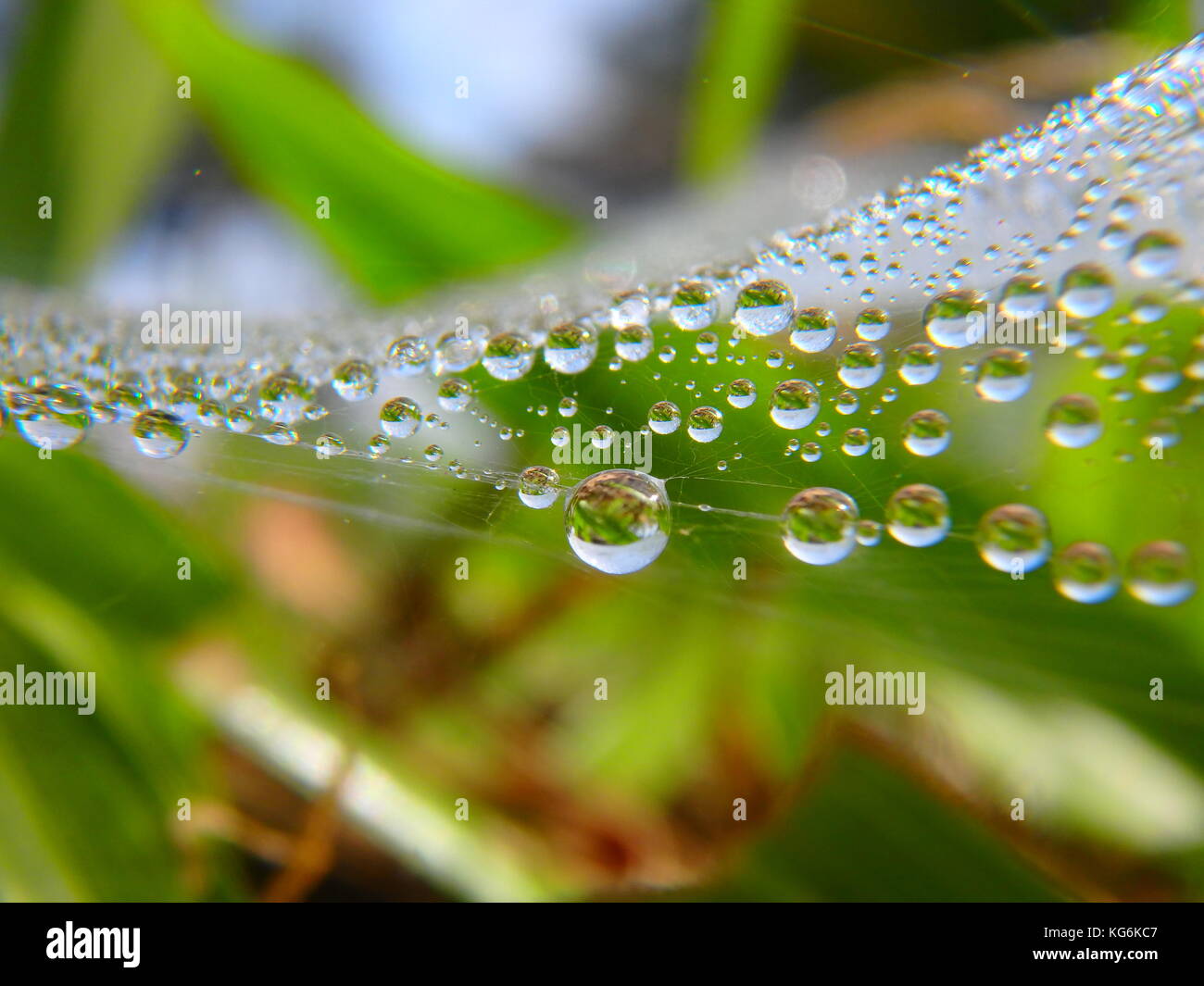 Tau und Spinnennetz Stockfoto