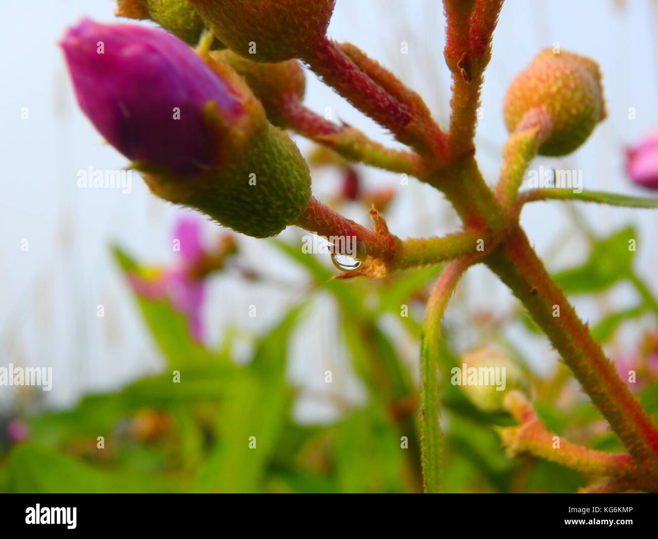 Tau und Lila Blume Stockfoto