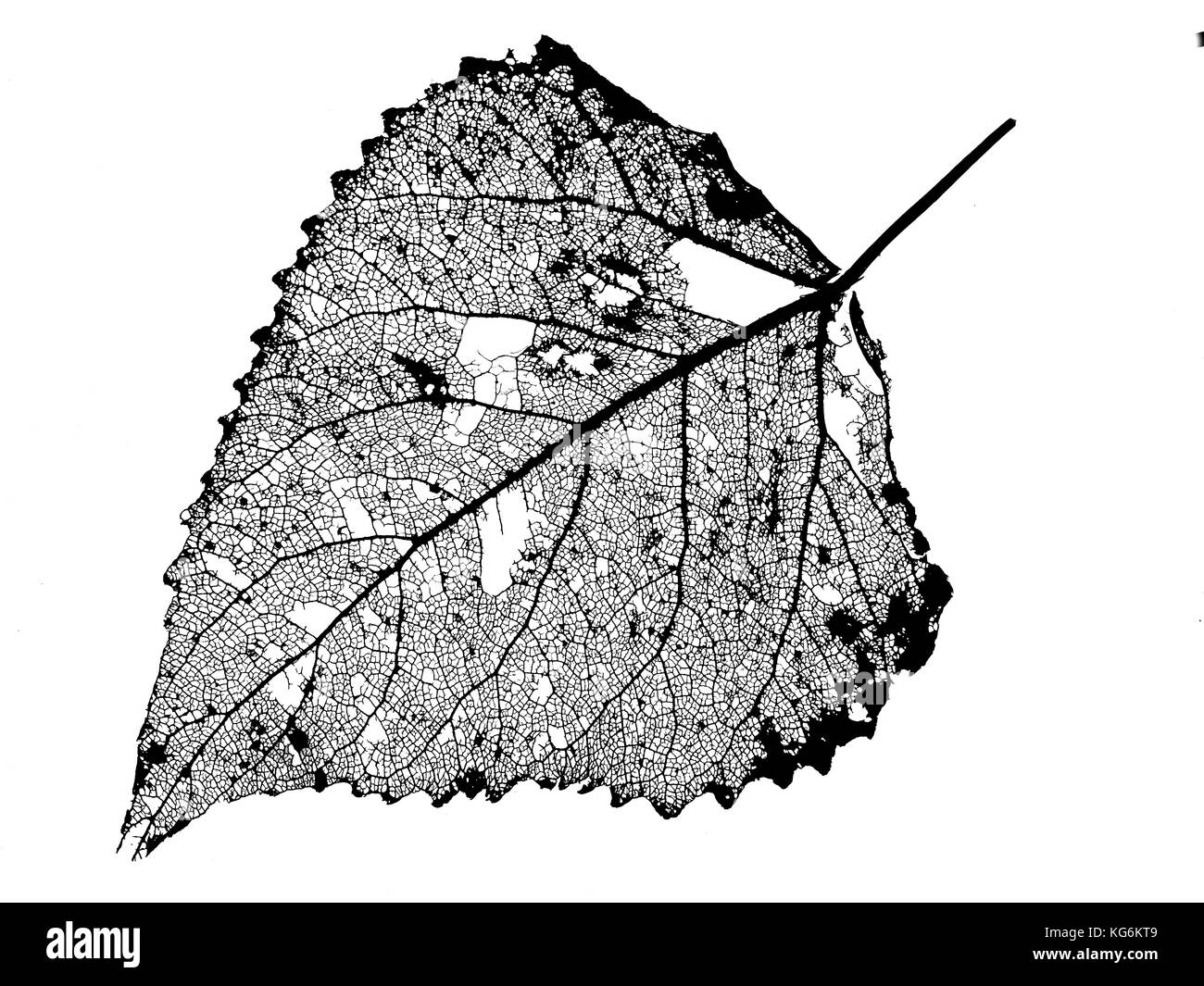 Schwarz-Pappel Populus Nigra Skelett Blatt bei Sonnenuntergang Stockfoto