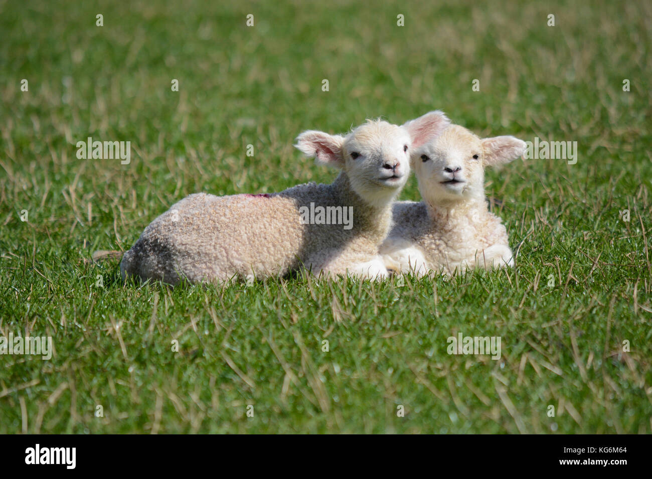 Zwei niedlichen Baby Neugeborenen/Lämmer zusammen auf dem Feld liegend im Frühjahr Stockfoto