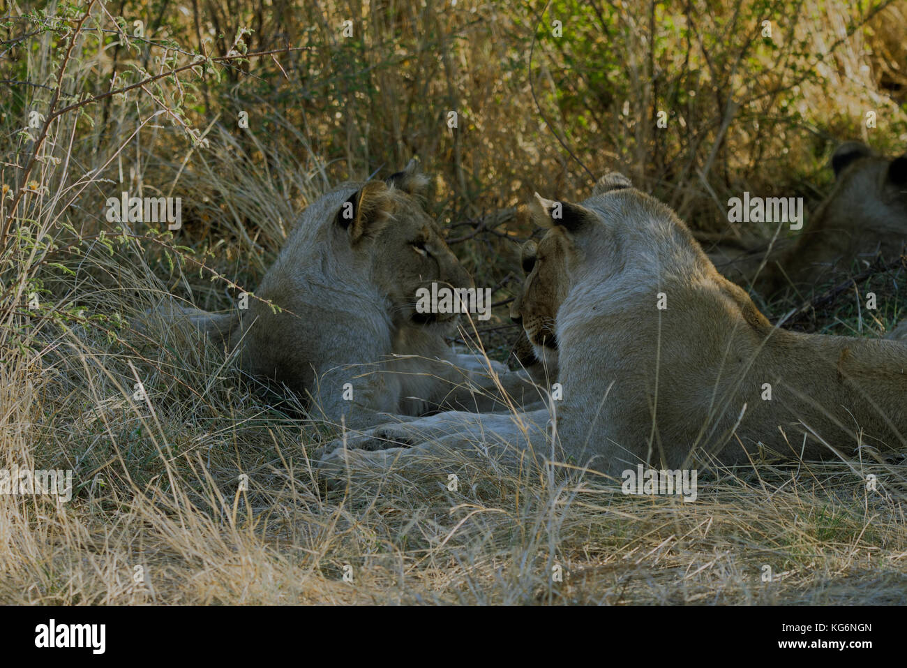 Paar Löwen Stockfoto