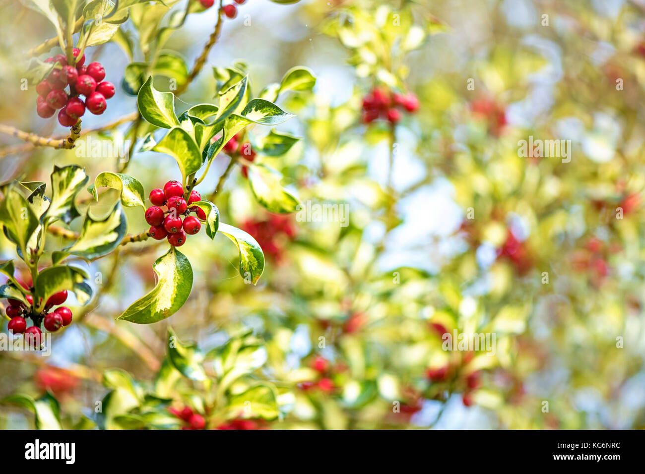 Close-up-Bild von 'Englisch' Silber milkboy Stechpalme Ilex aquifolium auch als 'Silver milkboy" bekannt. Stockfoto