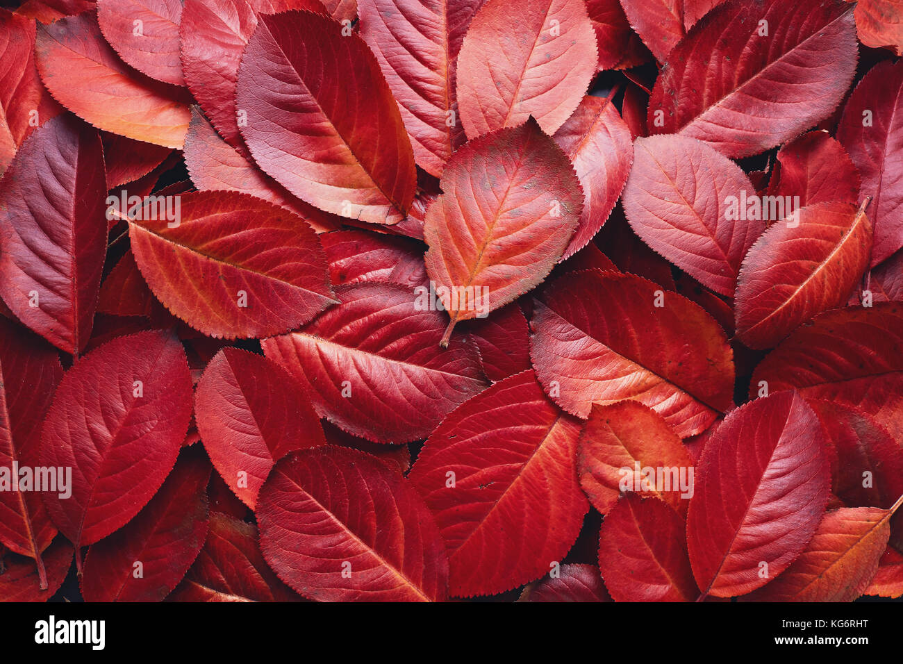 Nahaufnahme der roten Aronia Herbst Blätter Hintergrund Textur. Roter Herbst Blätter Hintergrund. Aronia melanocarpa (Johannisbeere) Herbstblätter. Stockfoto