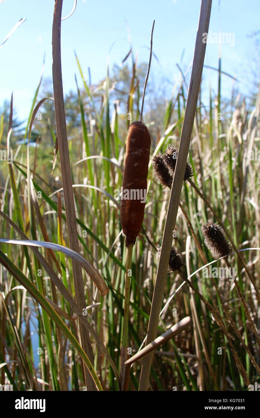 Die Farbe der Herbst im Park. Stockfoto