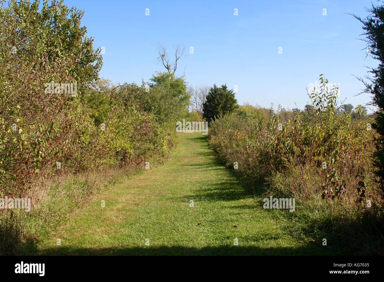 Die Farbe der Herbst im Park. Stockfoto