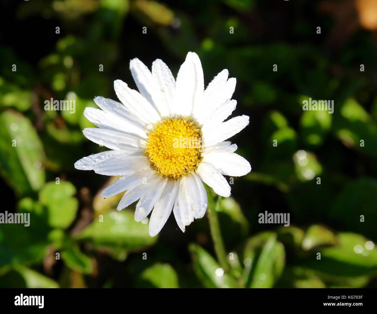 Die Farbe der Herbst im Park. Stockfoto