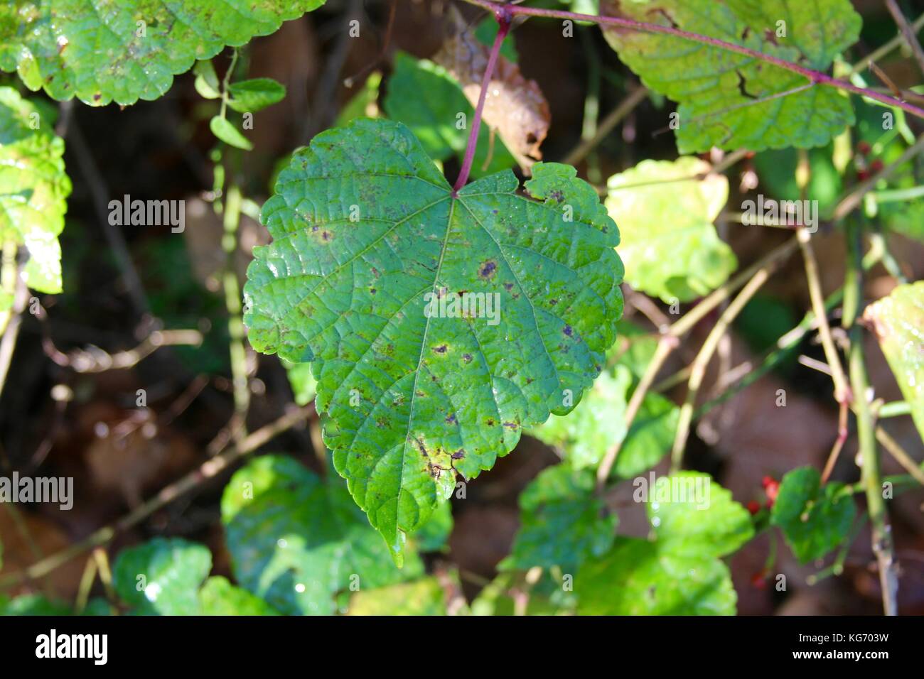 Die Farbe der Herbst im Park. Stockfoto