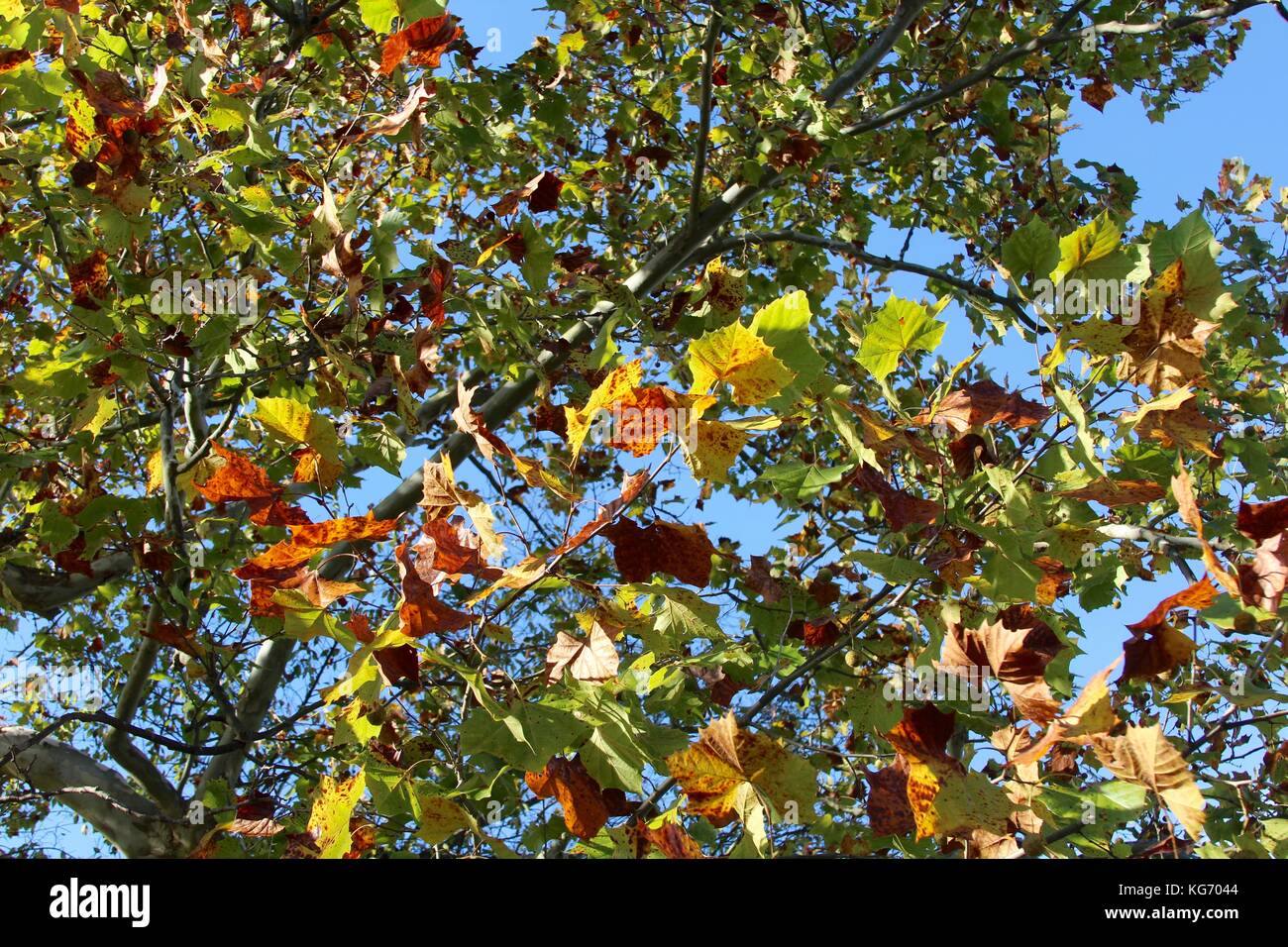 Die Farbe der Herbst im Park. Stockfoto