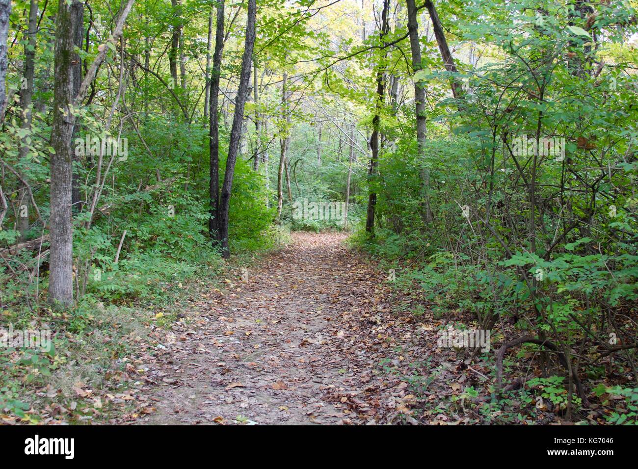 Die Farbe der Herbst im Park. Stockfoto