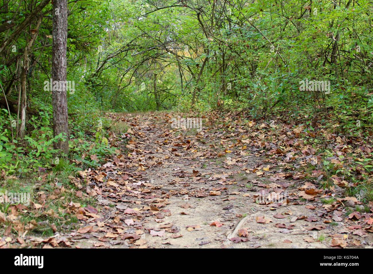 Die Farbe der Herbst im Park. Stockfoto