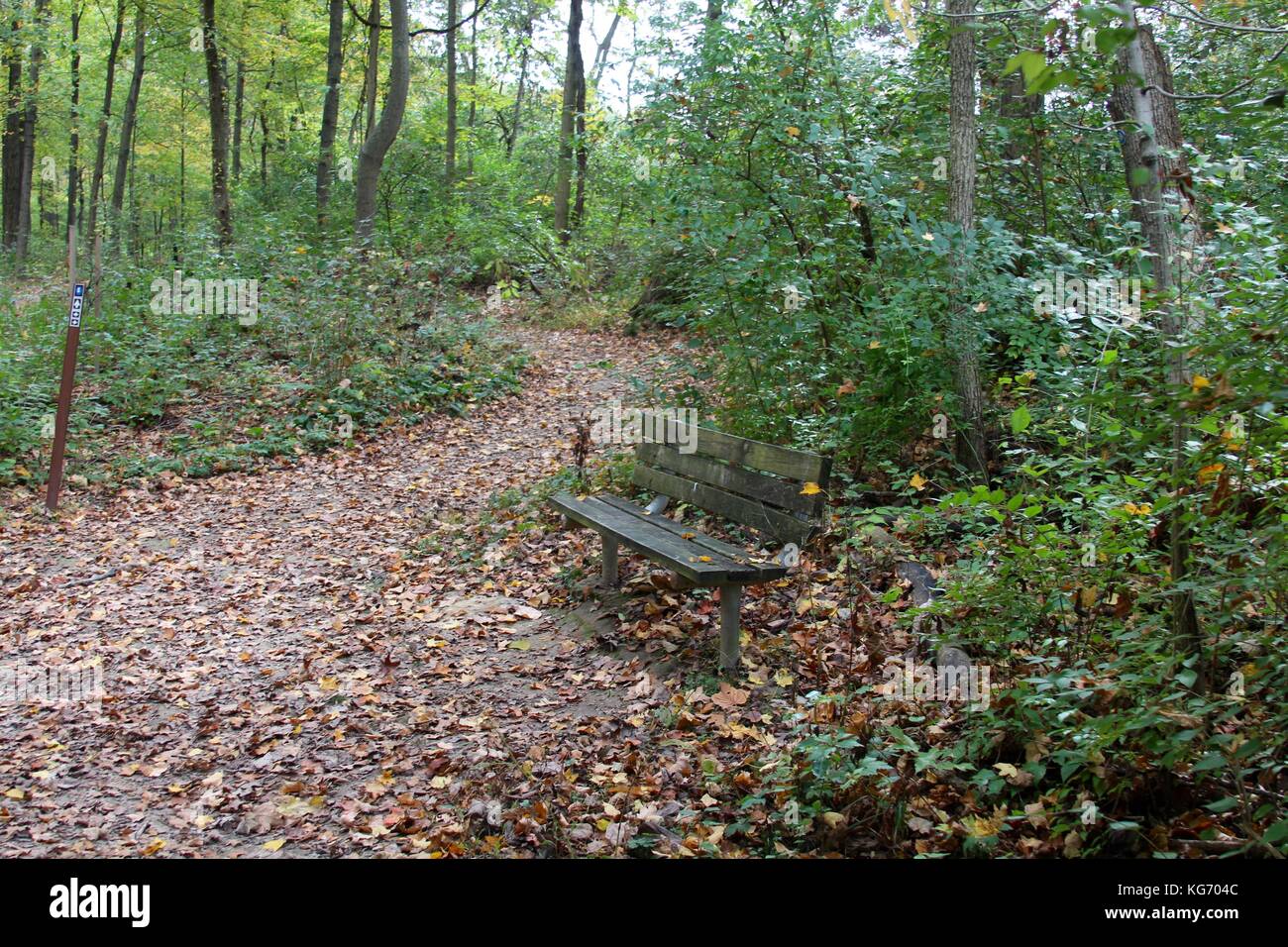 Die Farbe der Herbst im Park. Stockfoto
