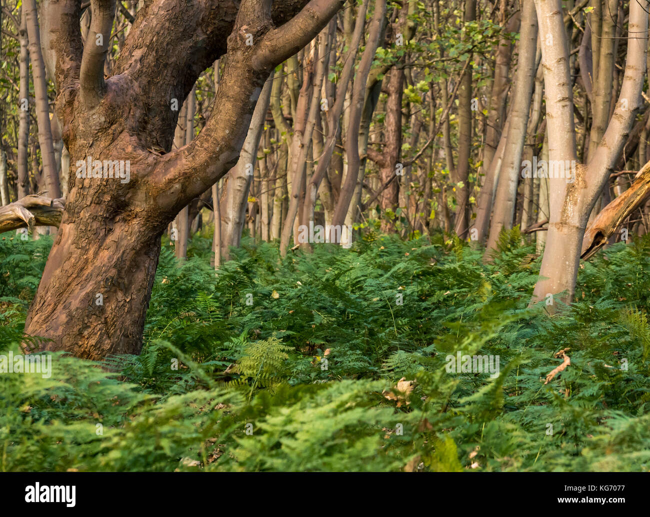 Ein dunkles Dickicht oder Holz von dicht wachsenden glatten Rindenbäumen mit hohen Farnen und Unterholz, Schottland, Großbritannien Stockfoto