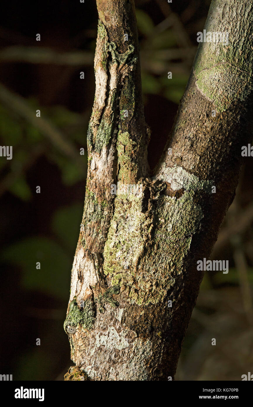 Moosbedeckter Blattschilfgecko (Uroplatus sikorae), mittierender Farbe und Struktur eines Baumstammes, Andasibe Nationalpark, Madagaskar Stockfoto