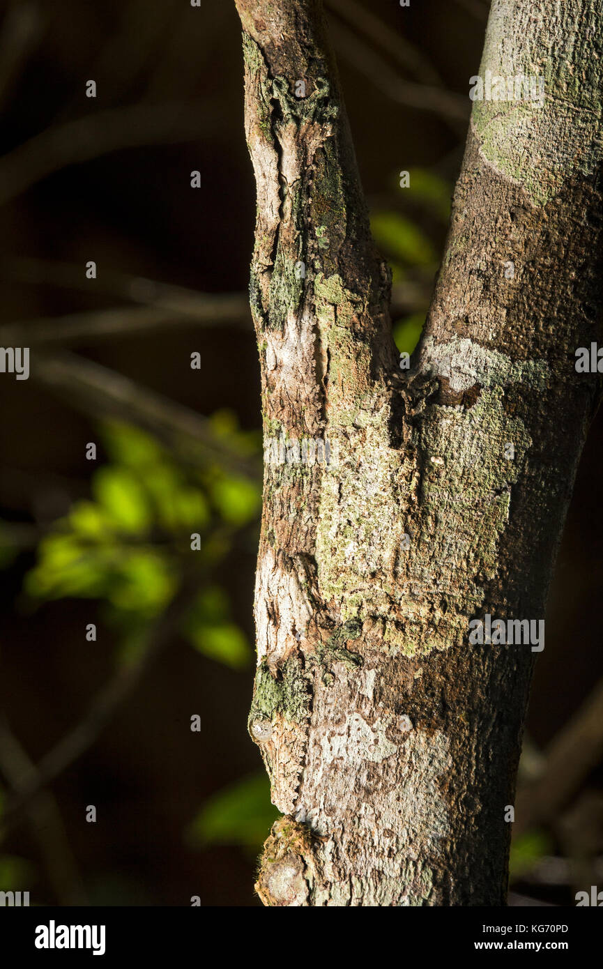 Moosbedeckter Blattschilfgecko (Uroplatus sikorae), der Farbe und Struktur eines Baumstammes nachahmt, Andasibe Nationalpark, Madagaskar Stockfoto