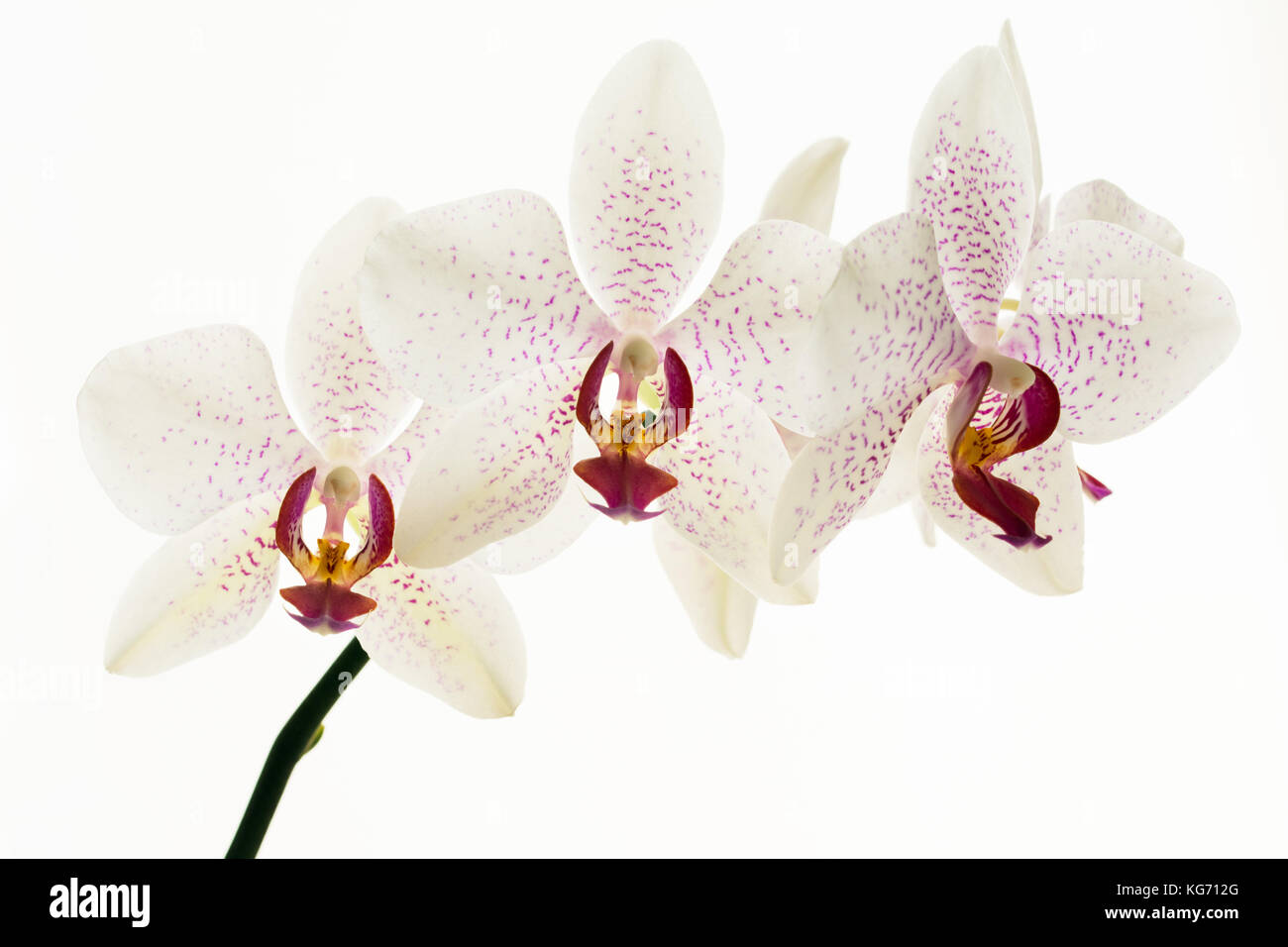 Weiß und Pink Orchid Flower - ein Stiel mit drei Blüten auf weißem Hintergrund Stockfoto