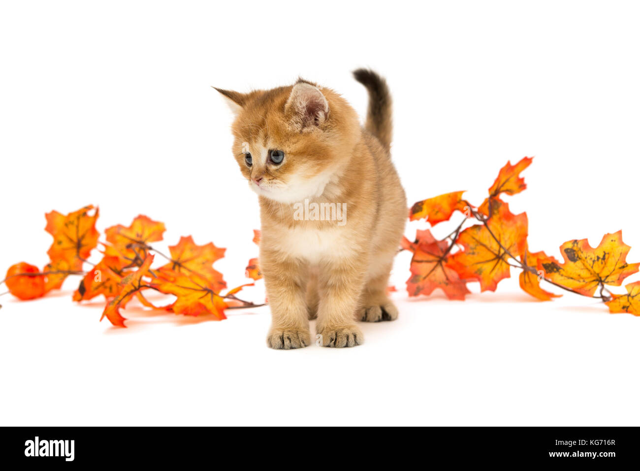 Wenig britische Kätzchen und Blätter im Herbst, auf einem weißen Hintergrund. Stockfoto