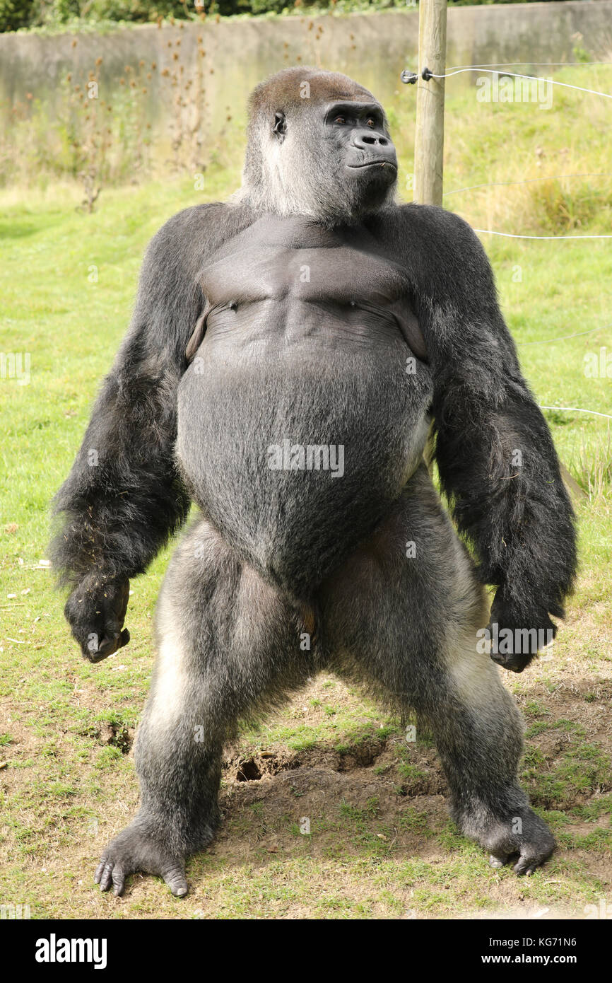 silverback gorilla height