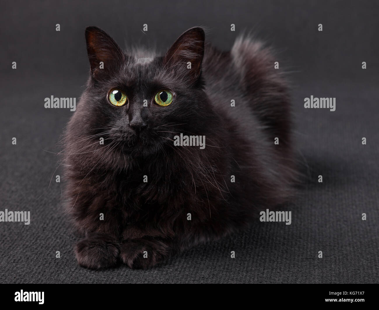 Schwarze Katze liegend vor der Kamera auf einem dunklen Hintergrund. Lange Haare Türkisch Angora züchten. erwachsenes Weibchen. Stockfoto