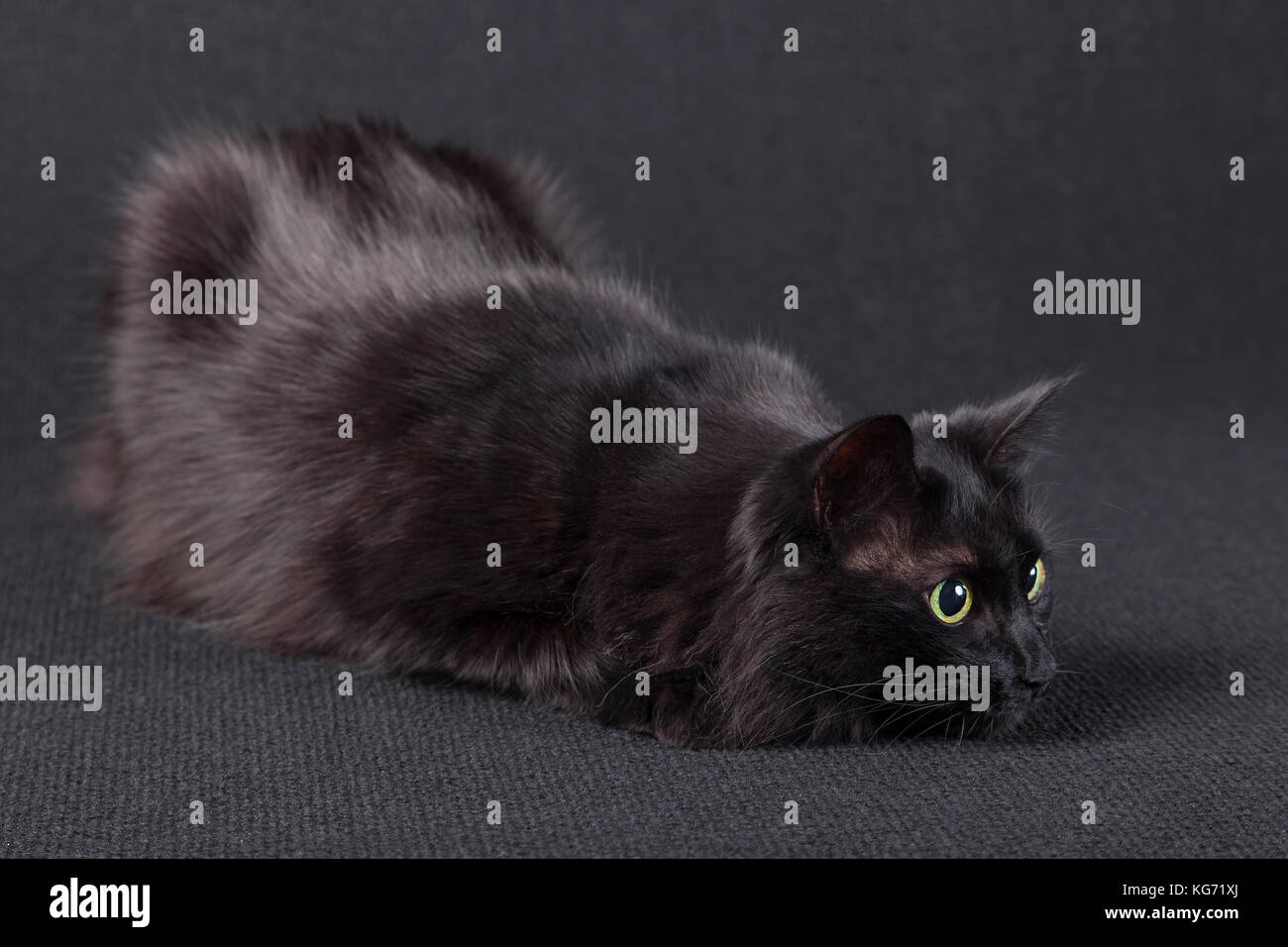 Verspielt schwarze Katze auf einem dunklen Hintergrund, liegen in einem Jagd- und Vorbereitung ein Sprung in Angriff zu nehmen. Lange Haare Türkisch Angora Zucht/preying Beute Stockfoto