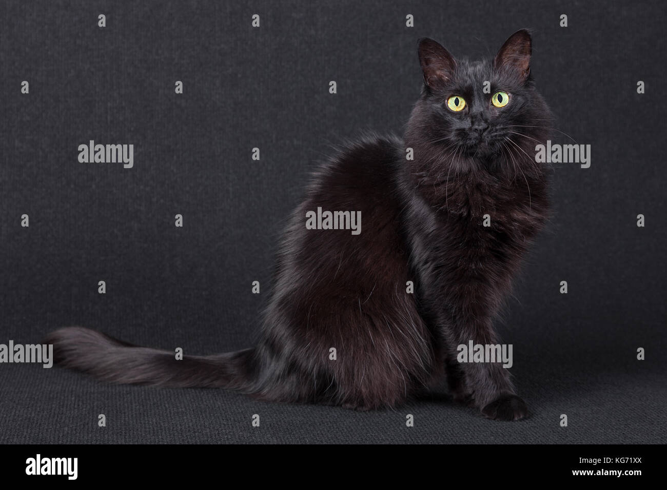 Porträt einer niedlichen schwarzen Katze und seitlich an der Kamera sitzt auf einem dunklen Hintergrund. Lange Haare Türkisch Angora züchten. Nach weiblich/Pech Stockfoto