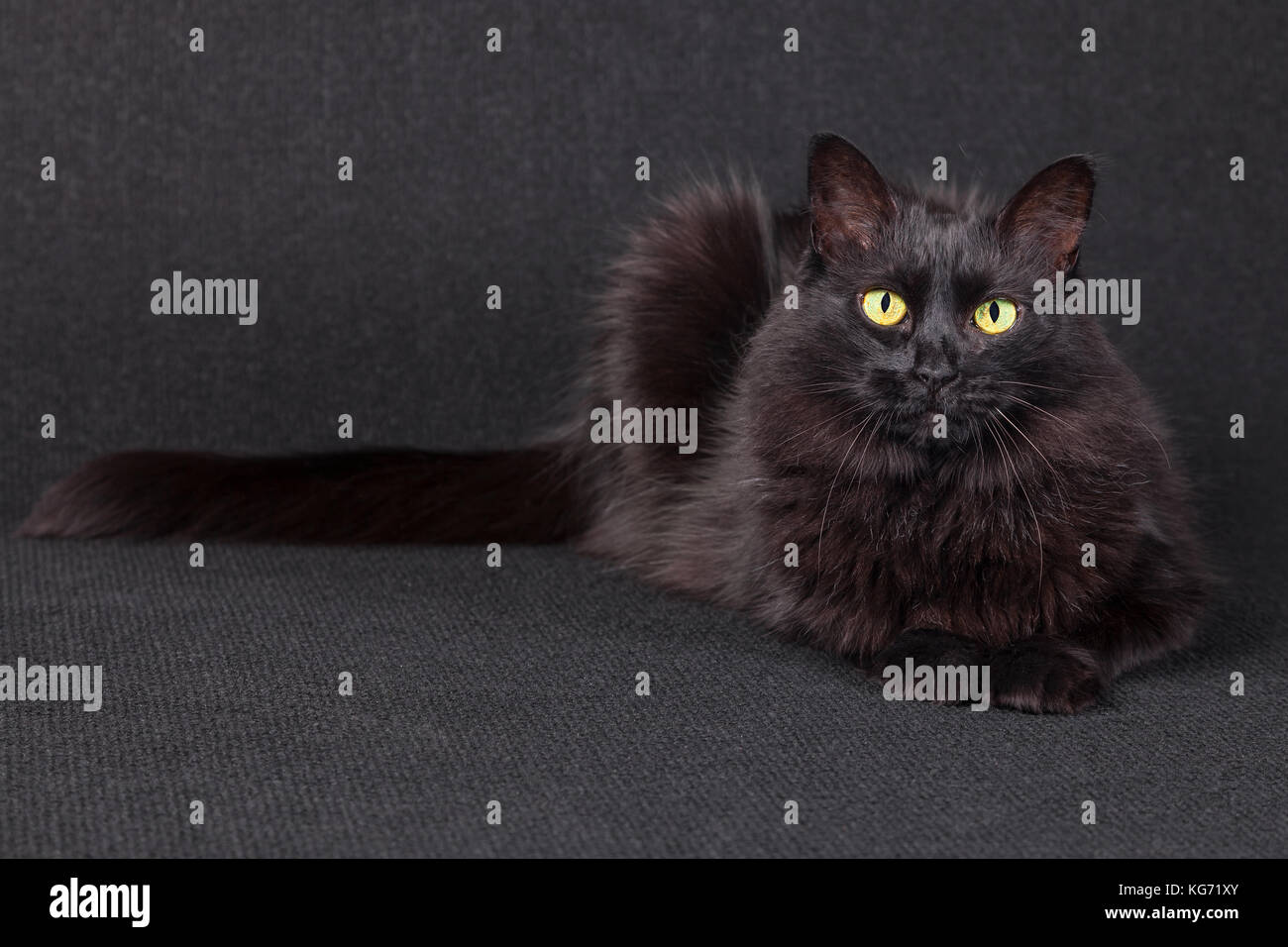 Sleepy schwarze Katze liegend vor der Kamera auf einem dunklen Hintergrund. Lange Haare Türkisch Angora züchten. erwachsenes Weibchen. Stockfoto