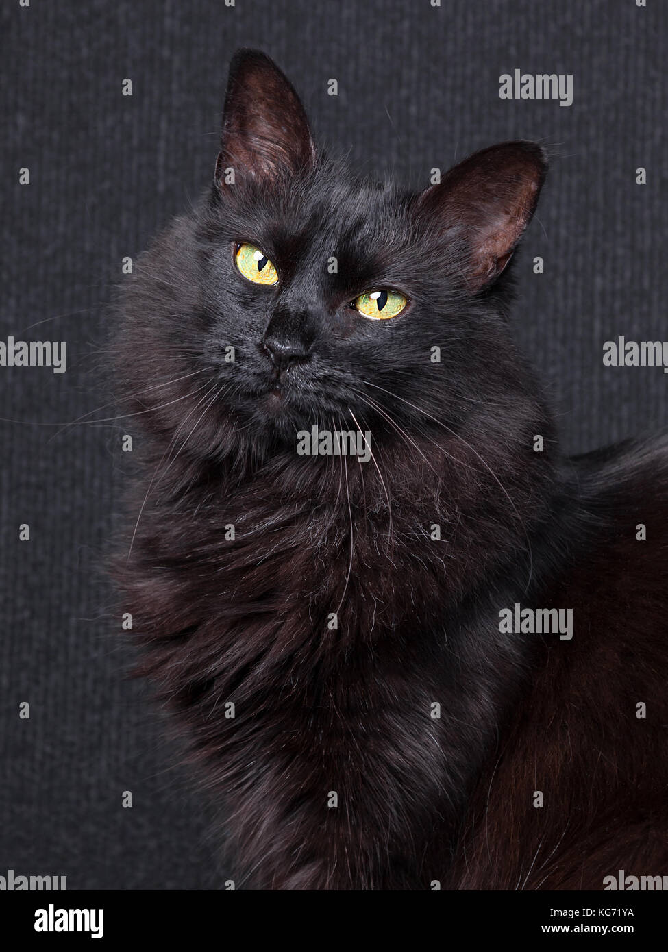 Süße schwarze Katze sitzt im Profil, von der Kamera suchen mit verschlafenen Augen auf einem dunklen Hintergrund. Lange Haare Türkisch Angora züchten. Nach weiblich/Katze schwarz Stockfoto