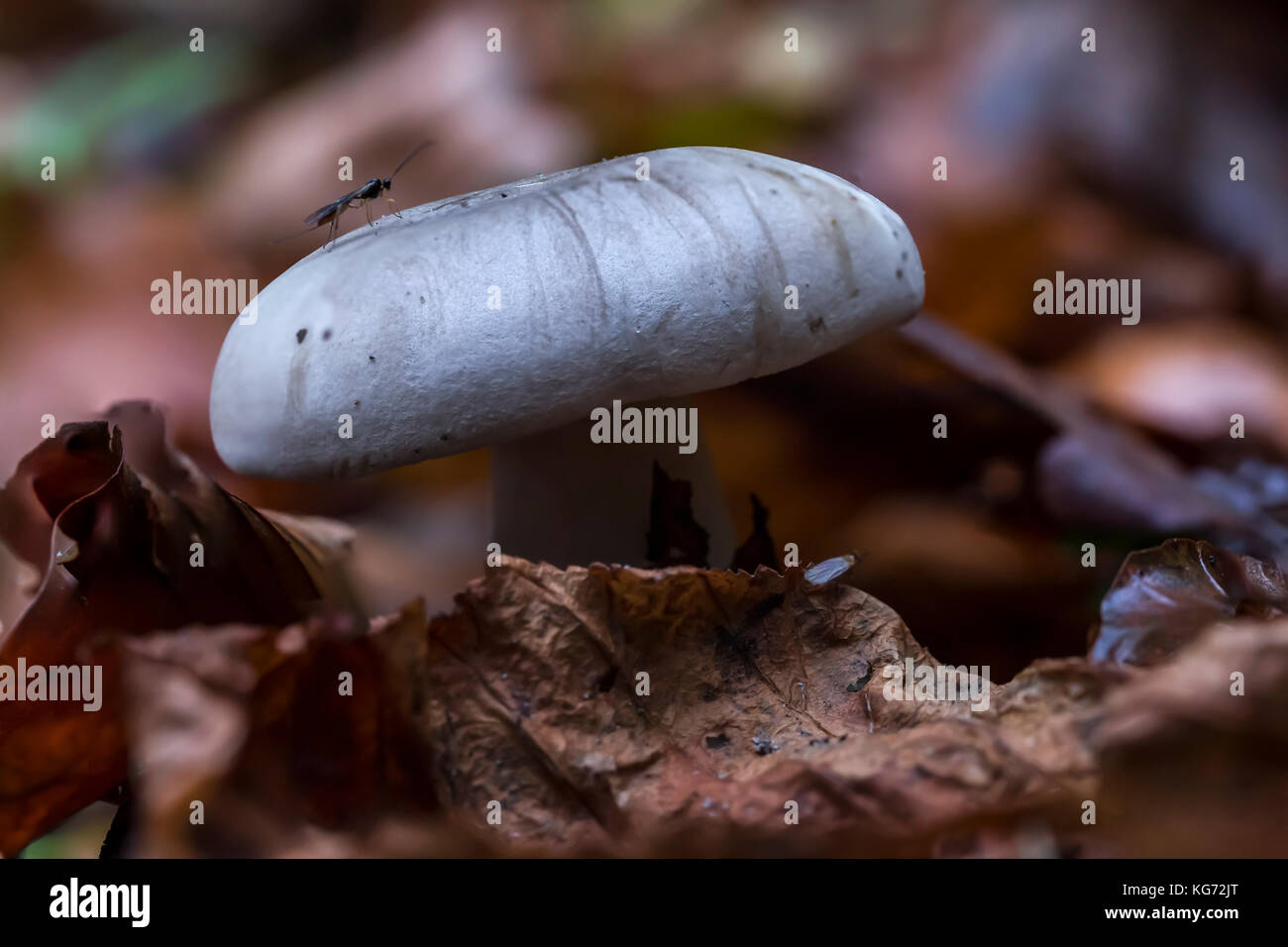 Herbst-Pilz Stockfoto