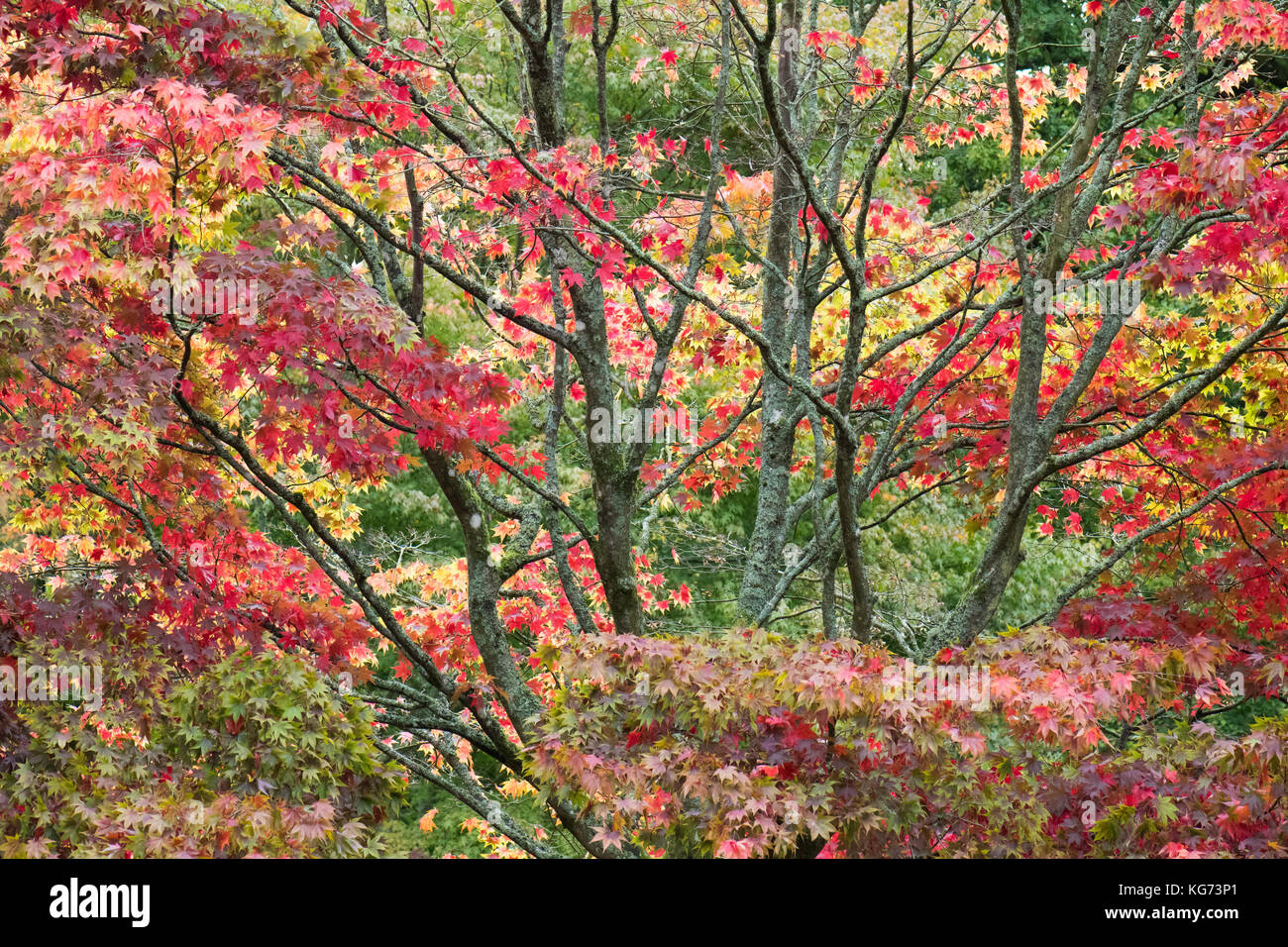 Dramatische Farben des Herbstes auf Acer palmatum ssp amoenum in Westonbirt Arboretum, Gloucestershire, England, Großbritannien Stockfoto