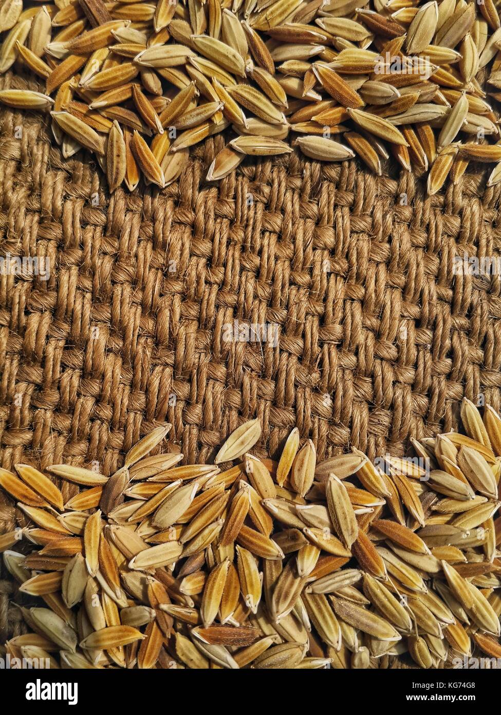 Unhusked indischen Rohreis Korn auf gunnysack Textur Hintergrund. selektive Fokus Schuß von oben. Kopieren Sie Raum für Schreiben Stockfoto