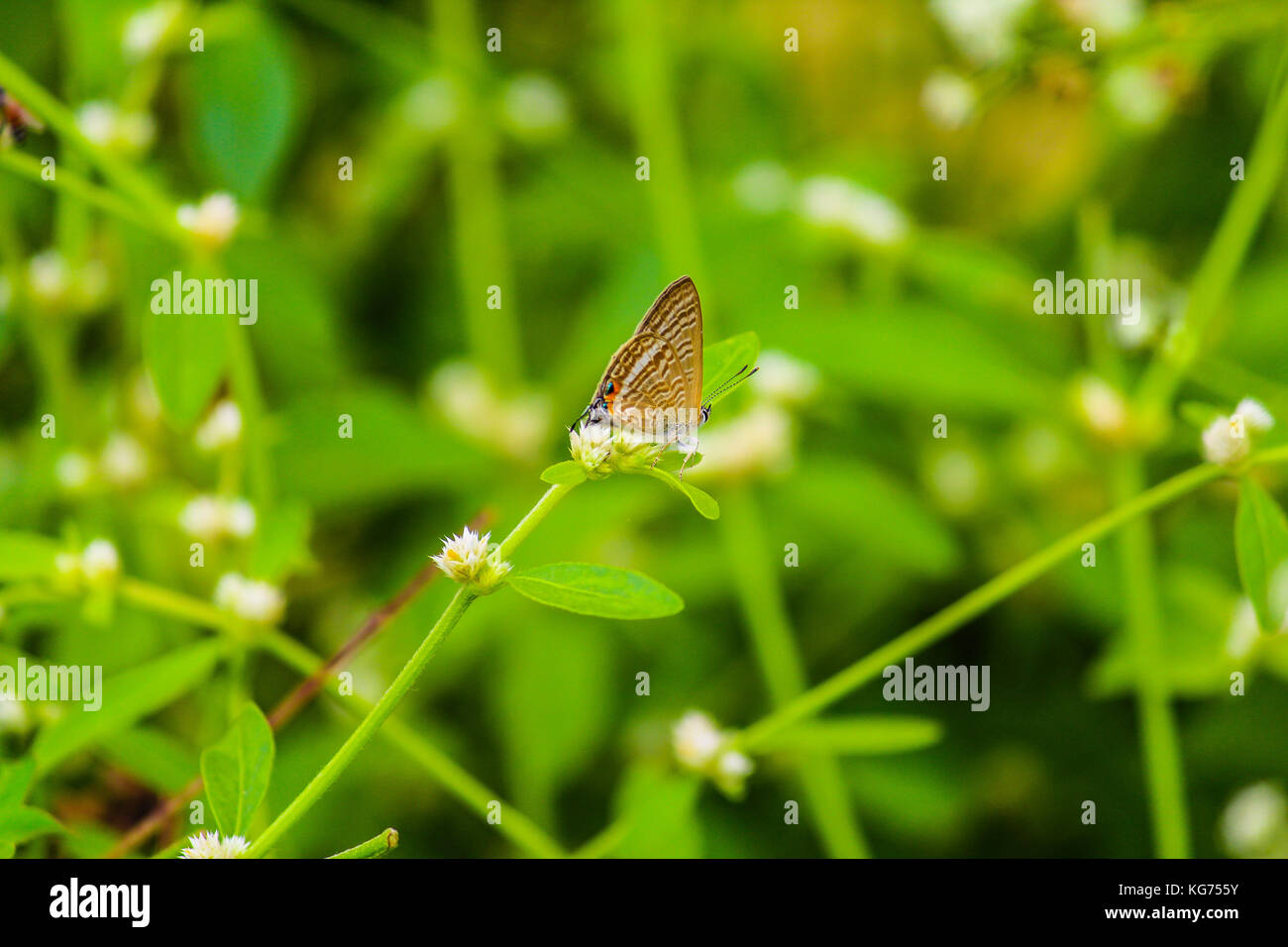 Schmetterling Stockfoto