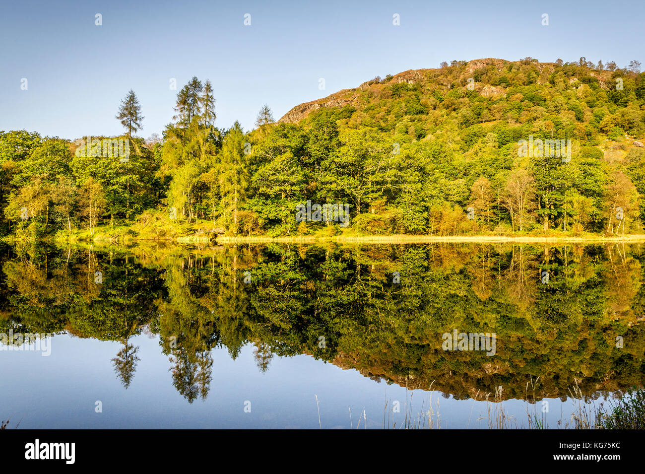 Wunderschöne Reflexionen der Herbstfarben in thirlmere im Lake District National Park Stockfoto