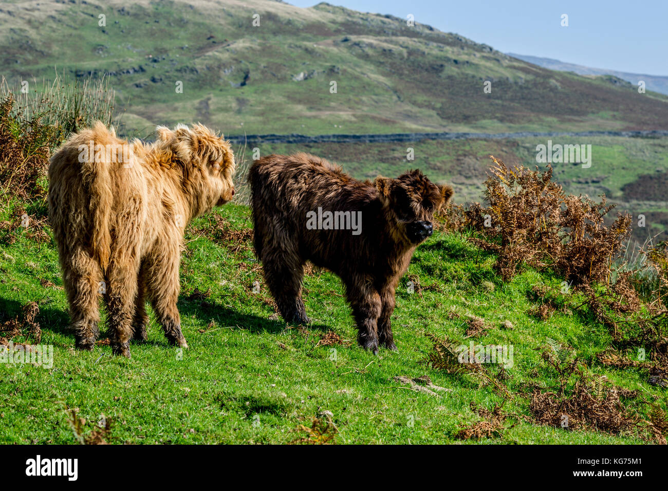 Highland Cattle stehend in einem Feld in der Nähe von Coniston im Lake District, Cumbria Stockfoto