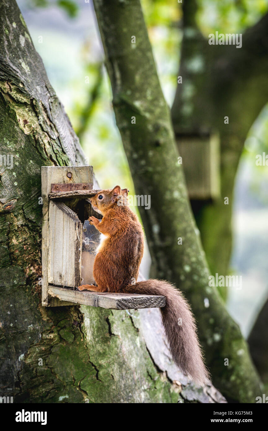 Eine intelligente Eichhörnchen öffnen eine Zuführung an die Muttern nach innen (Cotswolds, uk zu erhalten) Stockfoto