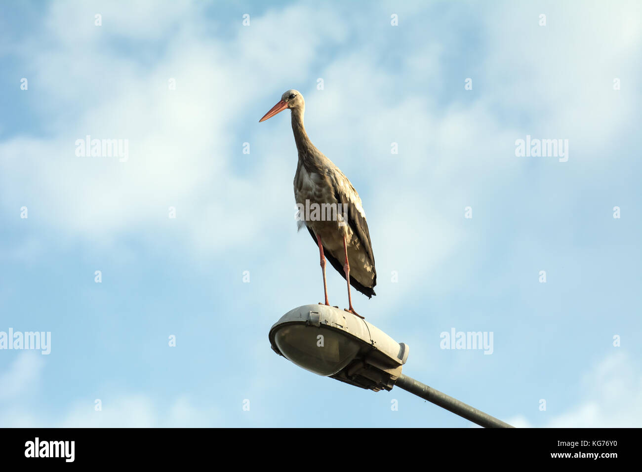 Ein Storch auf der Lampe Stockfoto