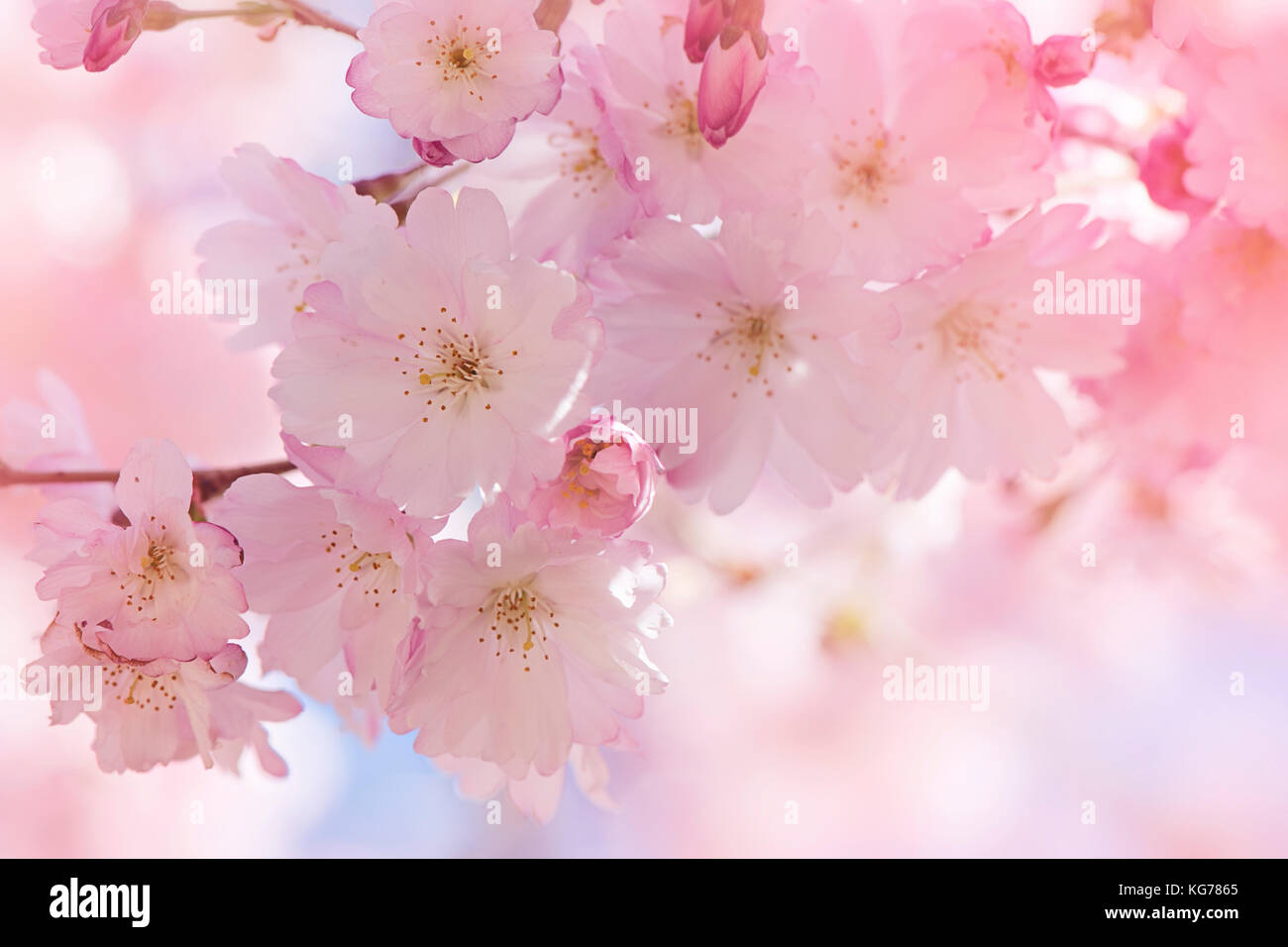 Nahaufnahme der schöne Frühling blühen Blumen der japanischen flowering cherry tree. Stockfoto