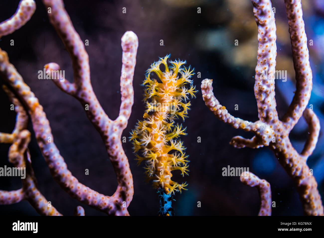 Marine Blume Stockfoto