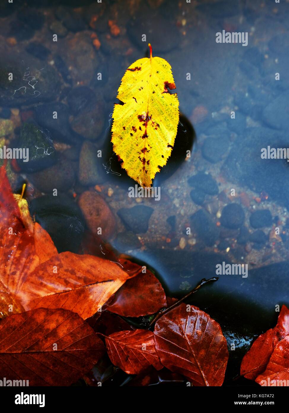 Gebrochene beeches Blatt. mountain river mit niedrigem Wasser, Kies mit ersten bunten Blättern. bemoosten Steinen am Ufer, abgefallene Laub. Stockfoto