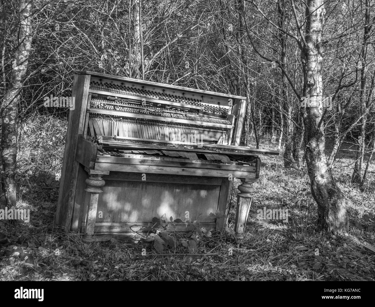 Altes Klavier in den walisischen Wäldern, Monochrome abgebrochen Stockfoto
