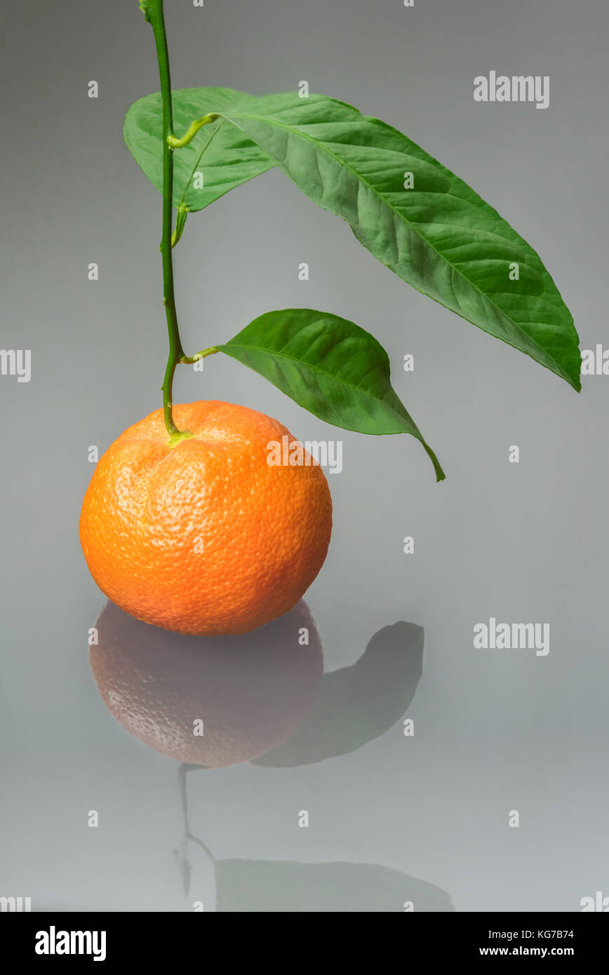 Bunte frische Mandarinen oder Mandarin auf Zweig mit grünen Blättern mit seiner Reflexion. Unscharfe grauen Hintergrund. Stockfoto