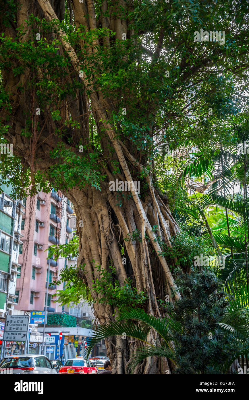 Banyan Tree, Hong Kong Stockfoto