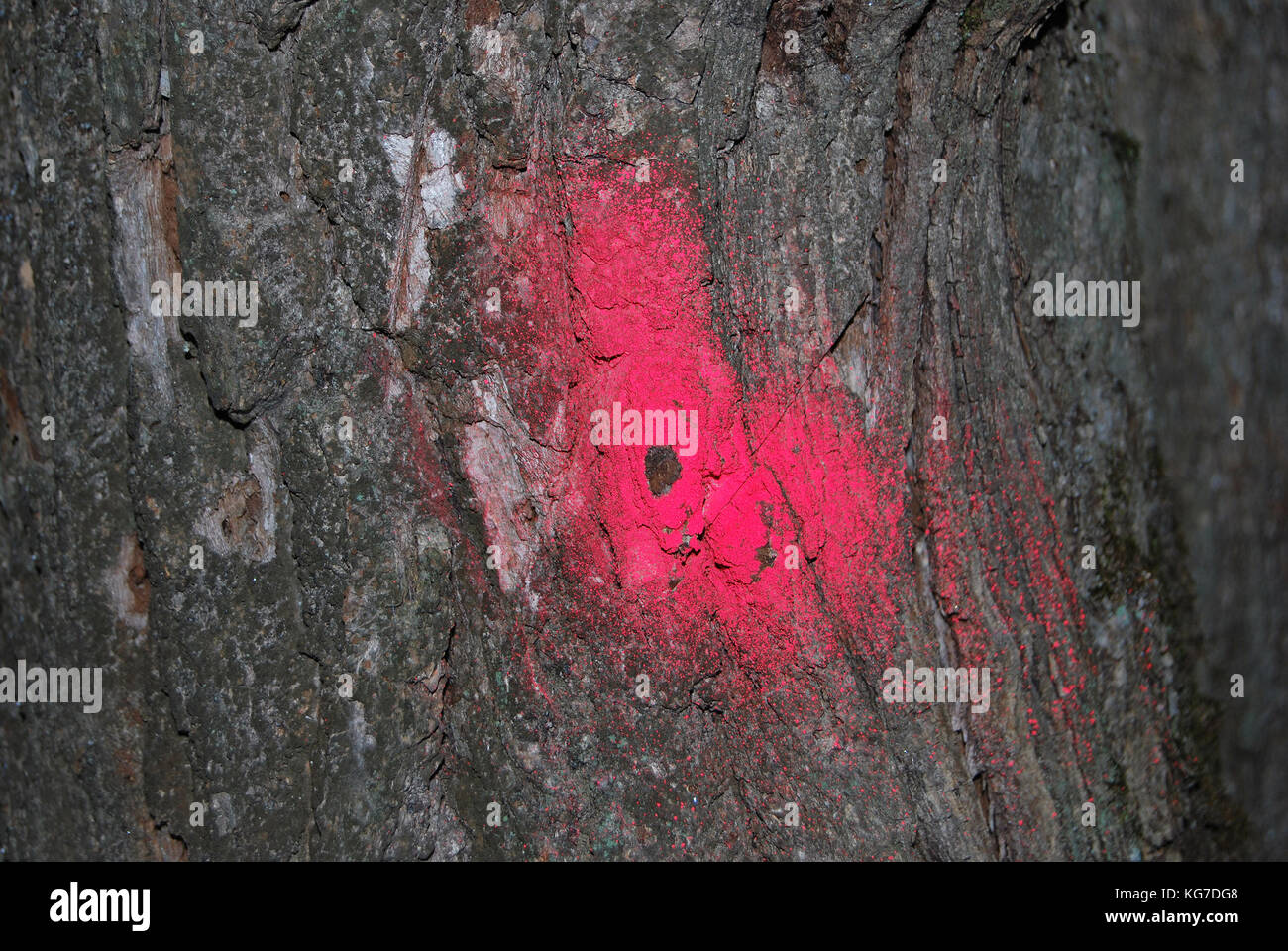 Rosa Markierung auf einen Baum für eine touristische Route Stockfoto