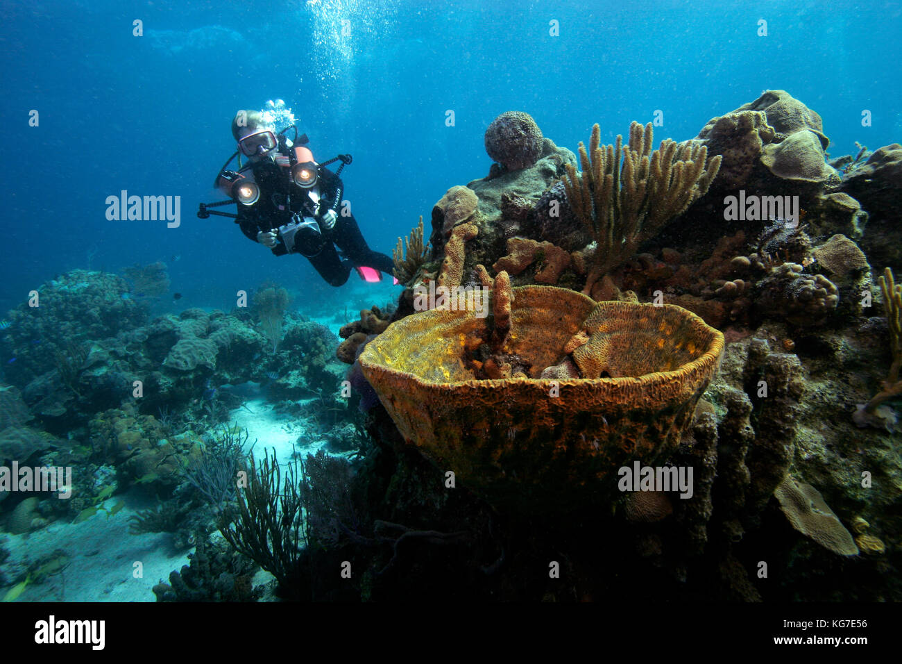 Scuba Diver, Bahama Inseln Stockfoto