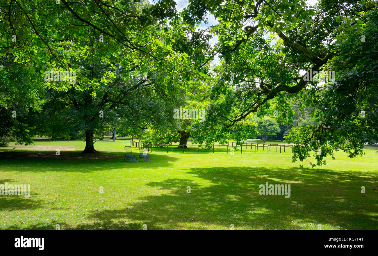 Sonnige Wiese mit grünem Gras und große Bäume im Park. Stockfoto