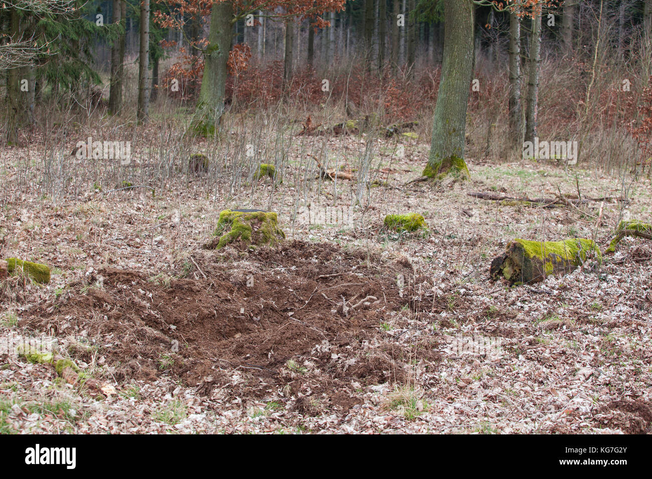 Suhle von Wildschweinen im Wald Stockfoto