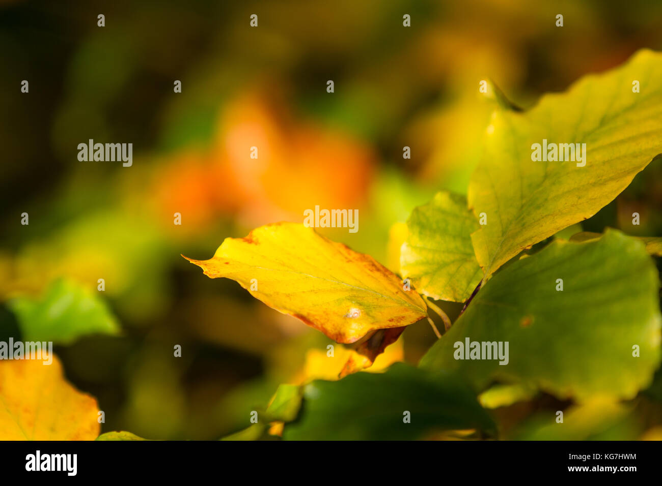 Herbstfarben bute Laub der Buche Stockfoto